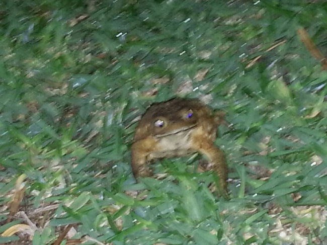 こいつら大量発生してた...<br /><br />4日目に続く