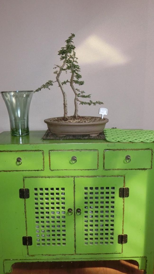 ここにもBonsaiあり。<br />レストランのいたるところに、あり。<br /><br />なんでも、オーナーだかシェフだかのリラクゼーションらしい。