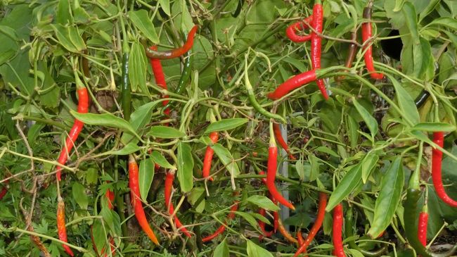 カボチャとかナスとか唐辛子とか、家庭菜園もあり。