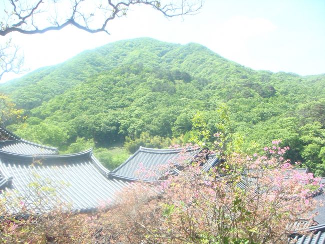 高台から松広寺の屋根。<br /><br />背が低いので角度がイマイチでした。<br />