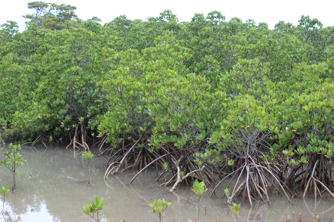 お次はマングローブ<br />
