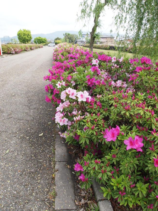 サツキが綺麗な季節。