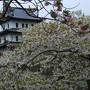 250種類も咲き誇る松前桜に感動（北海道）