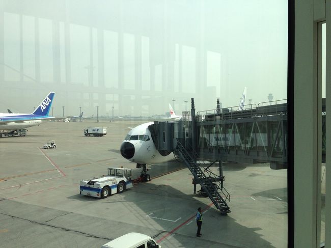 今年3月からANAの羽田ーハノイ便が就航しました。<br />この日はパンダジェット！<br />やった〜。