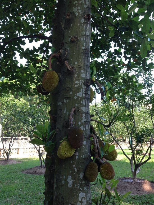 何の実だろう？<br />もしかしてJack Fruitsの木？<br />帰国後に調べたところ、やはりそうでした。