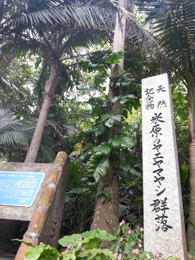 記念館の近くにある、米原ヤエヤマヤシ群落は、国の天然記念物に指定されています。