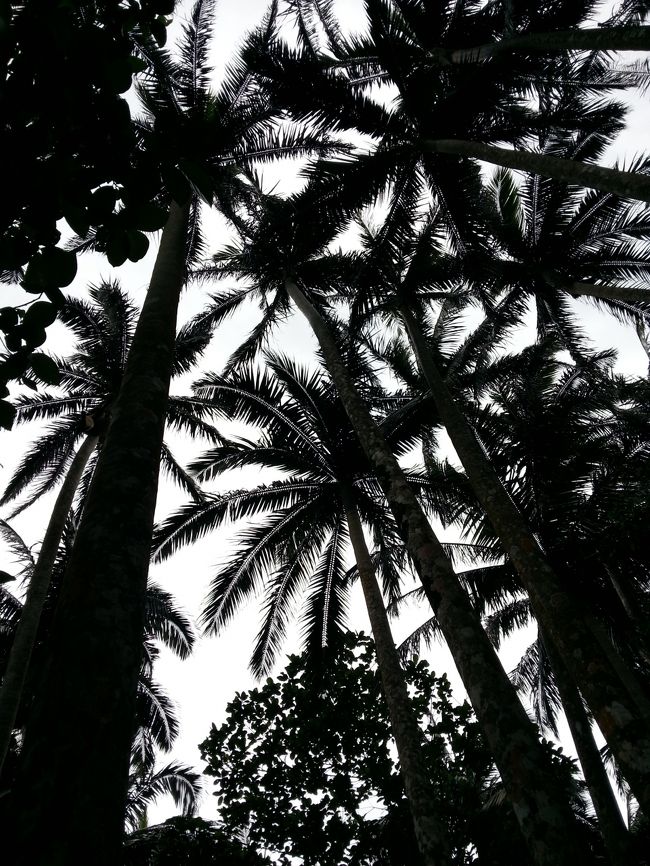 これがヤエヤマヤシです。