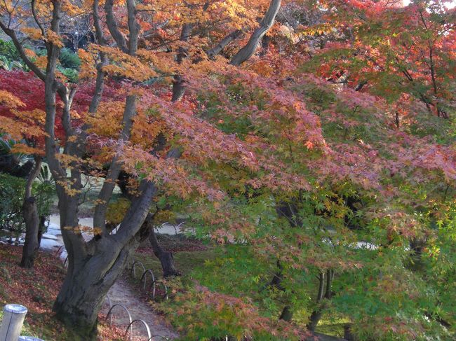 微妙な色合いも美しい。