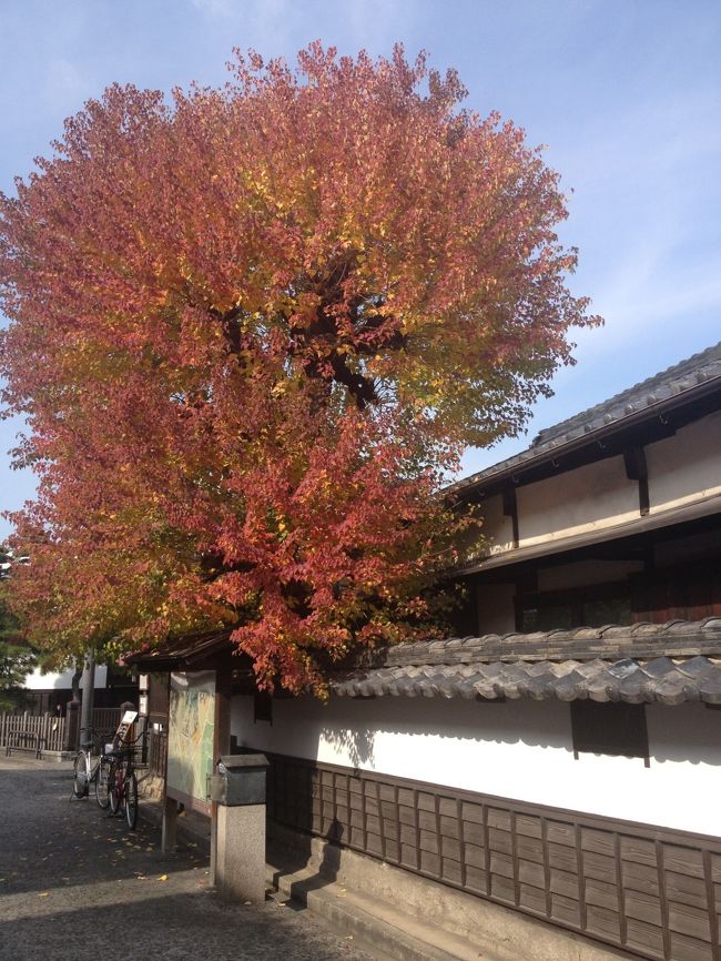 倉敷美観地区の紅葉を堪能して、岡山へ。