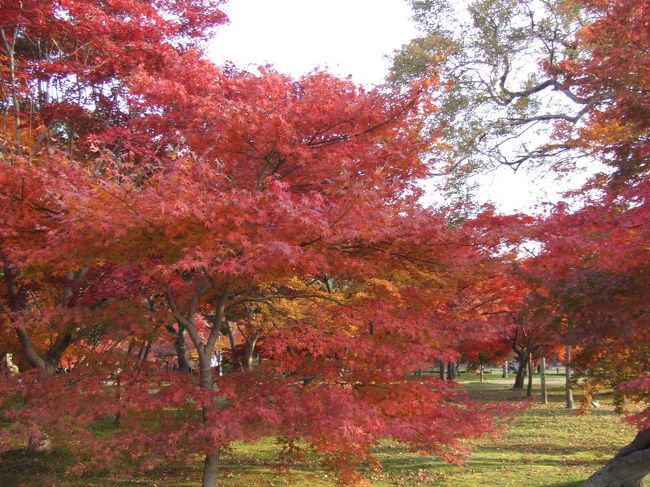 美しい赤の色彩。