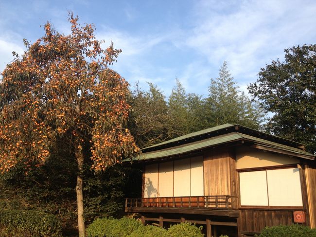 たわわに実るビワの木。