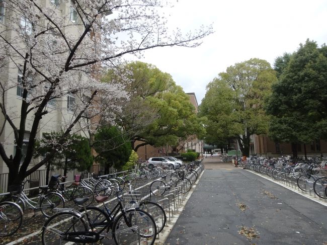 京都大学構内をお邪魔<br /><br />（＠＾▽＾＠）