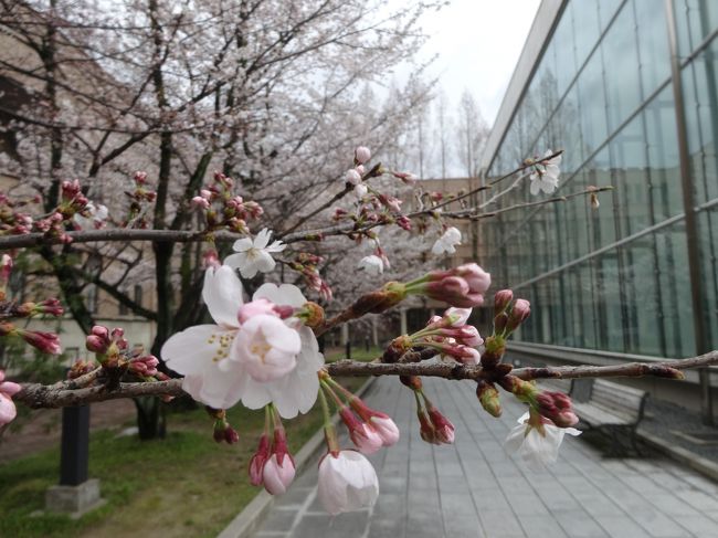 構内も桜咲いてました。