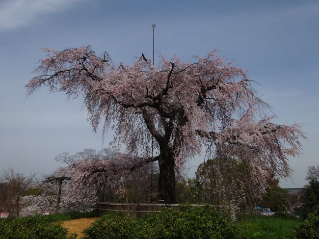 今年は満開の桜見れました〜<br /><br />昨年はちょっと散ってた(ToT)
