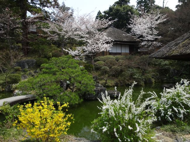 庭園も綺麗な花が咲いてます。