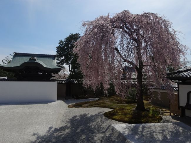 しだれ桜<br /><br />満開〜<br /><br />写真が残念な感じです･･･