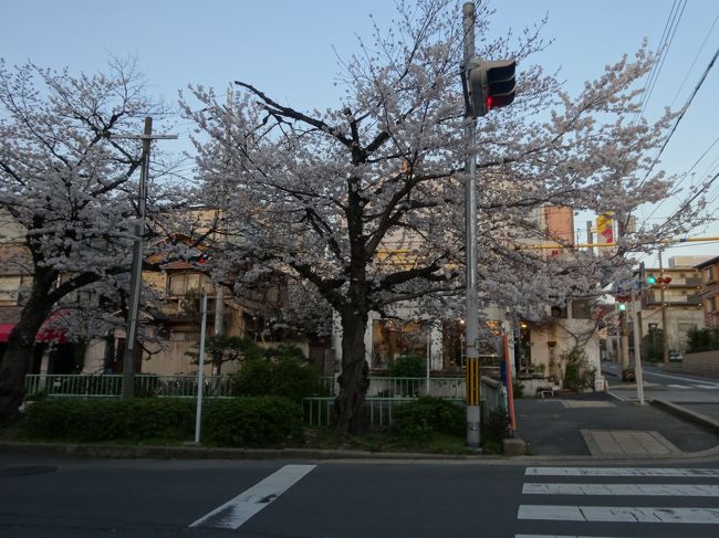 ここの桜も満開でいいコースです。<br />