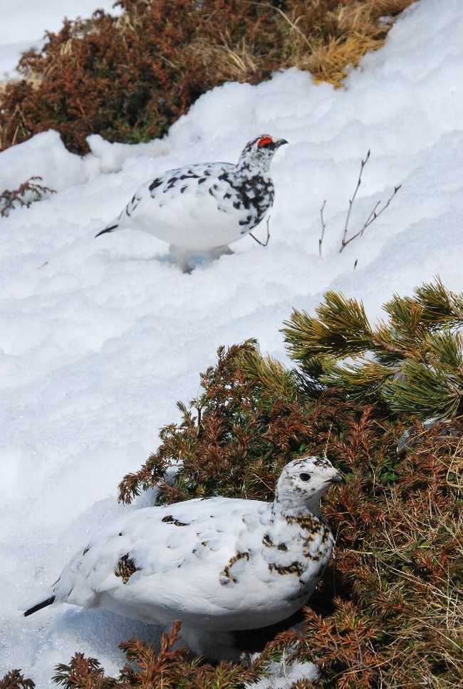 快晴の室堂 雪道散歩と雷鳥探し 立山黒部 富山県 の旅行記 ブログ By たっくさん フォートラベル 快晴の室堂 雪道散歩と雷鳥探し 立山黒部 富山県 の旅行記 ブログ By たっくさん フォートラベル