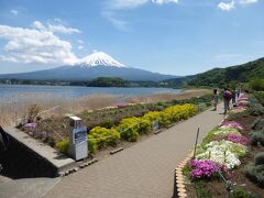 遊歩道沿いの菜の花と芝桜