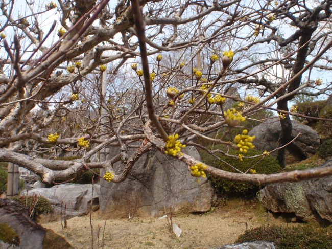 サンシュだ！！<br /><br />生け花でよく生けます。<br /><br />木になっているのをはじめて見た。