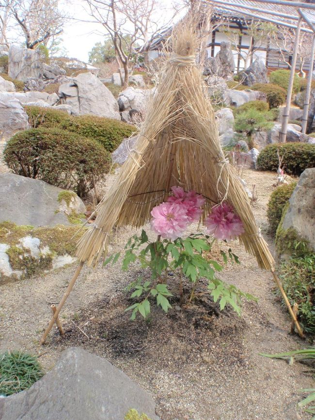 當麻寺は牡丹で有名ですが、花の時期にはまだ早かったです。<br /><br />しかしなぜかこの株だけ綺麗に咲いていました。