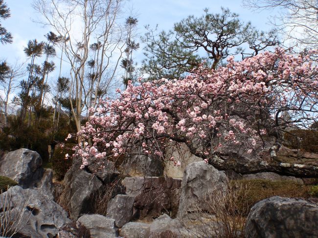 梅。<br /><br />こちらのお庭、だーれもいませんがさまざまな木が植えられ、花が楽しめました。