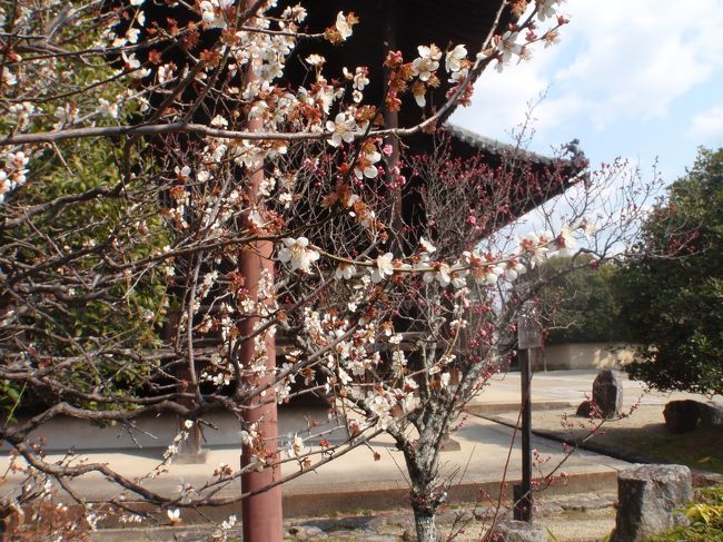 文殊菩薩は『三人寄れば文殊の知恵』と言われています。3人寄ったところで文殊様の足元にも及ばないでしょうけど・・・<br /><br />で、獅子に乗っているんです。<br /><br />でも、またがっているわけではありません。<br /><br />獅子の上にものすごく不安定そうに蓮華の台座が乗っていて、その上に胡坐をかいていらっしゃいます。<br /><br />めっちゃグラグラしそうです。でもそこは文殊パワーですね。きっと大丈夫なんです。<br /><br />3人寄っても思いつかないような画期的な技で、この獅子に乗ってらっしゃるんですよ。きっと。<br /><br />で、文殊菩薩の脇侍に善財童子いるのですが・・・<br /><br />自分か！？って思うほどのそっくりな輪郭だった。<br /><br /><br />この時3月上旬の奈良は、まだまだ真冬並みの寒さでしたが、梅が咲きだしていました。