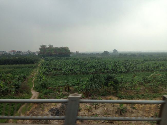 バナナの木が沢山見えました。