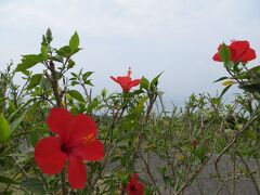 ハイビスカス（ブッソウゲ）のお花
今日の見ごろは終わってしまった…？

まあ一日で枯れる花ですから仕方ない

咲き乱れるって感じじゃなかった　（−＿ー；