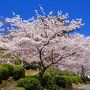 佐賀の桜の名所をめぐる旅　春うららかな桜日和