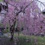 東北三大桜バスツアー（角館武家屋敷・ 檜木内川堤桜、弘前城公園、北上展勝地）