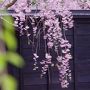 東北三大桜バスツアー（角館武家屋敷・ 檜木内川堤桜、弘前城公園、北上展勝地）