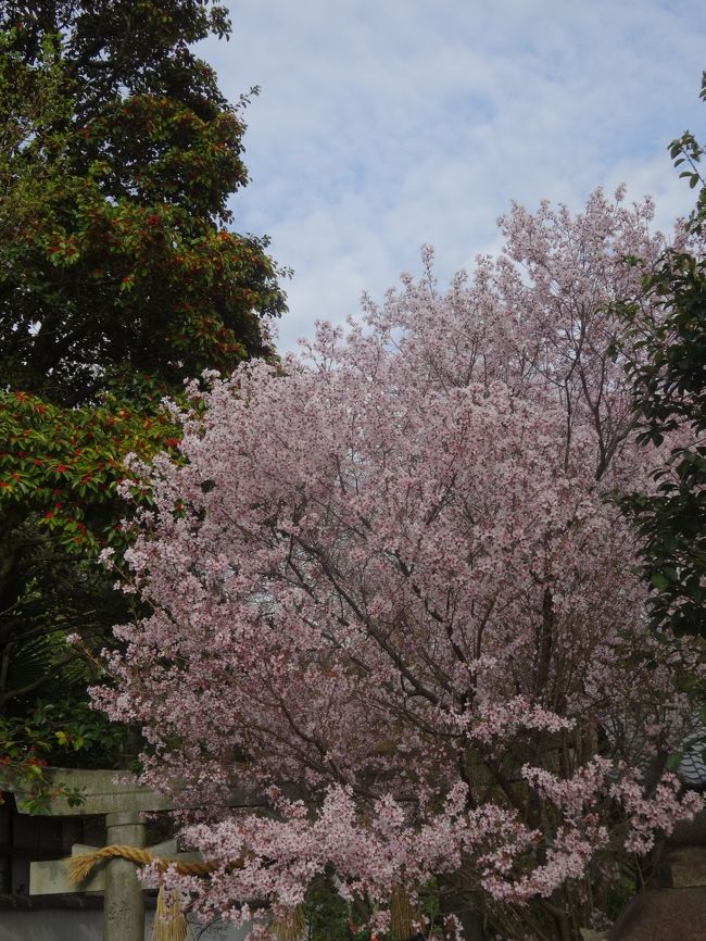 あまりに広いので<br /><br />桜だけみて終わり。