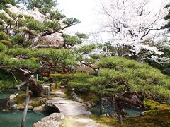 そして「酒井氏庭園」。

「致道博物館」の敷地一帯は、酒井氏入国前の最上家時代から、高級武士の屋敷がありました。

旧藩主御隠殿北面にあるこの庭園は、築山林泉庭園で、池の対岸築山の正面中腹に石を立てて庭景とし、左手には枯滝を組み、その一帯に峡谷の風景を作り出しています。右手の出島には、亀頭型の名石（珪化木）を立てて景を引きしめ、その奥は深い入江を作って静かな趣をみせています。また、本来はやや右手の築山の後ろに遠く鳥海山を借景として取り入れられていました。

正確な作庭年代、作者などは不明ですが、すぐれた古庭園の少ない東北地方では稀に見る典型的な書院庭園として、貴重なものとなっています。

昭和４６年に大修理を行い旧態に復しました。昭和5５１年に国の名勝に指定されています。
