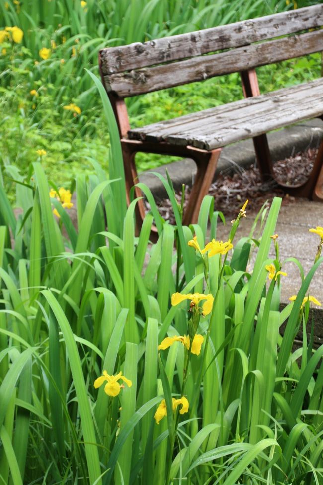黄菖蒲が咲く自然観察園