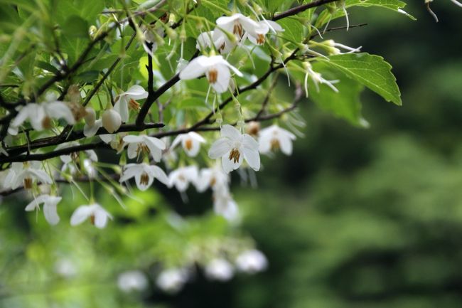 終わりかけのエゴノキ