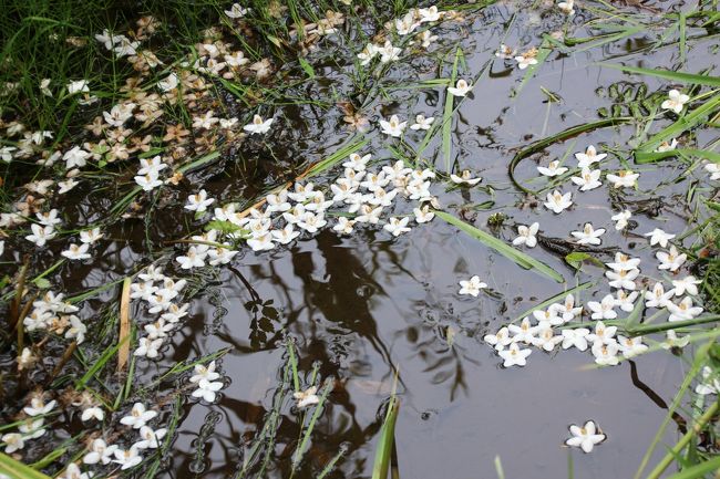 エゴノキで飾られた水面が美しい