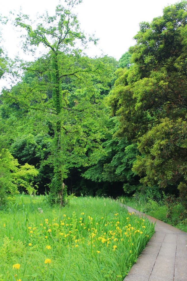 湿地は緑でぎっしり！