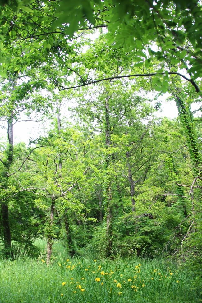 ところどころに咲く黄菖蒲が目を引く