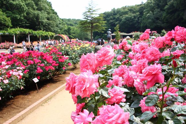 途中で満開のバラ園を通り抜ける<br /><br />前にこのバラ園を訪れたのは秋バラのときでした。<br />やはり春バラのときの方がぐんとゴージャスになります。<br /><br />関連の旅行記（2013年10月27日）<br />「秋バラとレッサーパンダの赤ちゃん詣と両方欲張れた市川市動植物園（１）水生植物園で野生のカワセミに会えた〜滴たっぷりの朝のバラ園」<br />http://4travel.jp/travelogue/10826257<br />
