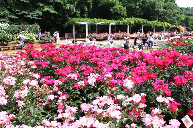 ぎっしりのバラにうっとり<br /><br />先を急いでいたので、品種名はチェックしませんでした。あしからず。<br />