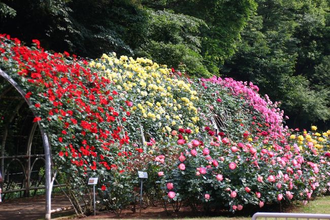 すばらしい三色アーチ