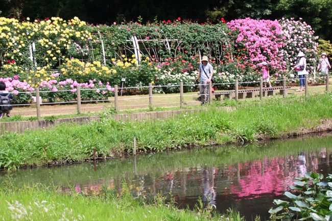 水面に映ったアーチと<br /><br />京成バラ園を出てきたときは天気は曇っていたのに、大野駅に着く頃にはどんどん晴れてきて青空が再び見えたので、ちょっとくやしかったです。<br />バラ園にいるときに晴れていて、動物園にいるときが曇りの方が都合が良いからです。<br />天気予報ではそうだったのに。<br />
