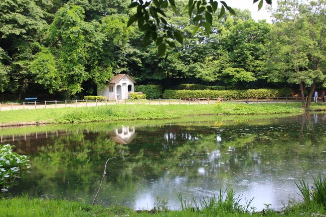 秋にはカワセミを目撃した池<br /><br />池から突き出た手前の枝が、エサをとらえたカワセミの食事場所になっていて、それに遭遇したら絶好のシャッターチャンスになります。<br />そのせいか、カメラマンがいつもこの池の前で待ち構えていますね。<br />