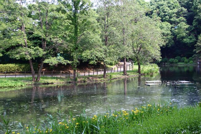 黄菖蒲が咲く池のほとり