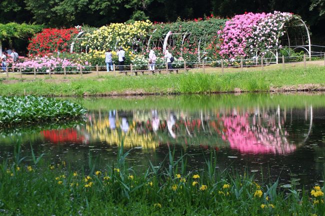 晴れたおかげで水鏡がとってもクリア