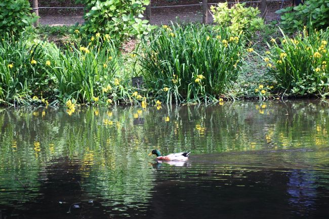 美しい池のほとりをカモがすい〜っと横切る