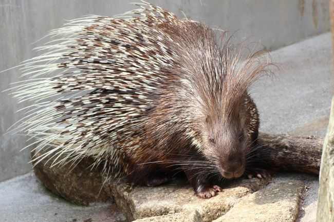 もそもそ動いていたヤマアラシ<br /><br />レッサーパンダの三つ子ちゃんとナミちゃんをじっくり堪能したあと、奥のレッサーパンダ舎へ移動する前に、少し他の動物たちを見に行きました。<br />