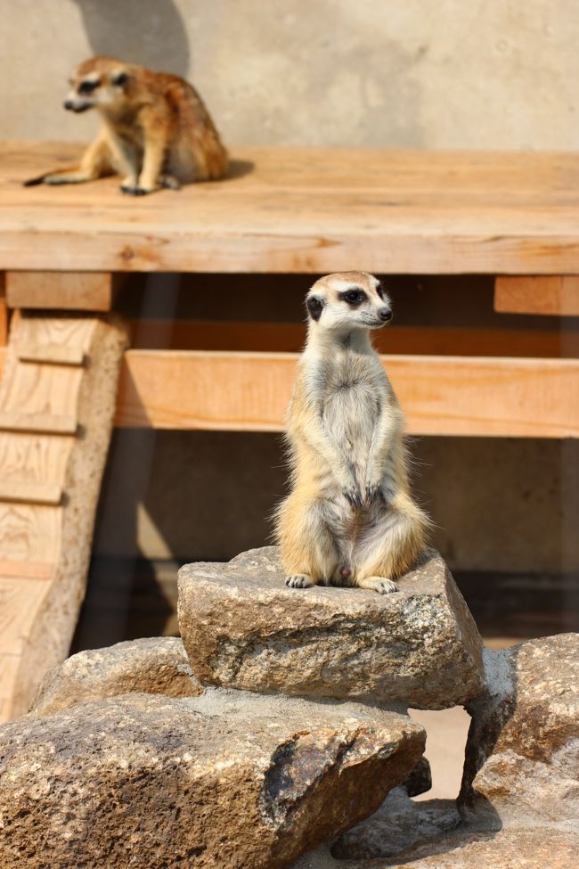 見張りに立つミーアキャット<br /><br />あの座り方がなんともラブリー！<br />