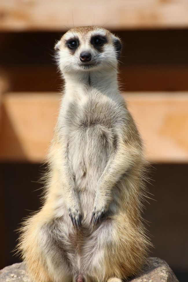 正面を向いた瞬間をパチリ